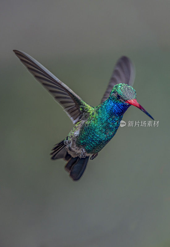 宽嘴蜂鸟(Cynanthus latirostris)是一种小型蜂鸟，生活在墨西哥和美国西南部。马德拉峡谷是圣丽塔山脉西北部的一个峡谷。